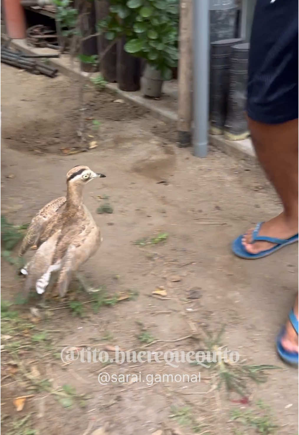 Tito amaneció temprano para darle picotazos a Moisés #pets #huerequeque 