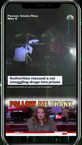 Authorities captured #cat smuggling drugs into a prison in Costa Rica.#press #news #daily #Trump #Biden #usa 