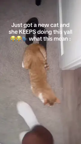 What do this mean , when your cat tooting it up and keep whining all throughout the night 😭😭😭😭😭😭😭😭🤦🏾‍♂️ I’m so lost and SHE WONT BE QUIET ..  #fyp #viral #fypシ #comedian #engage #funny #foryoupage #reels #mood 