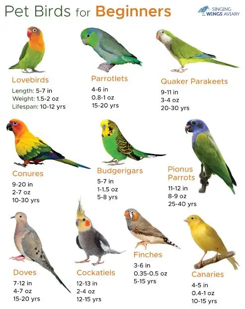 #cockatiel #explor #animals #animals #fyp #conure #gender #parrotslover #macaw #bird #parakeetlove this is a bird HAHAHA