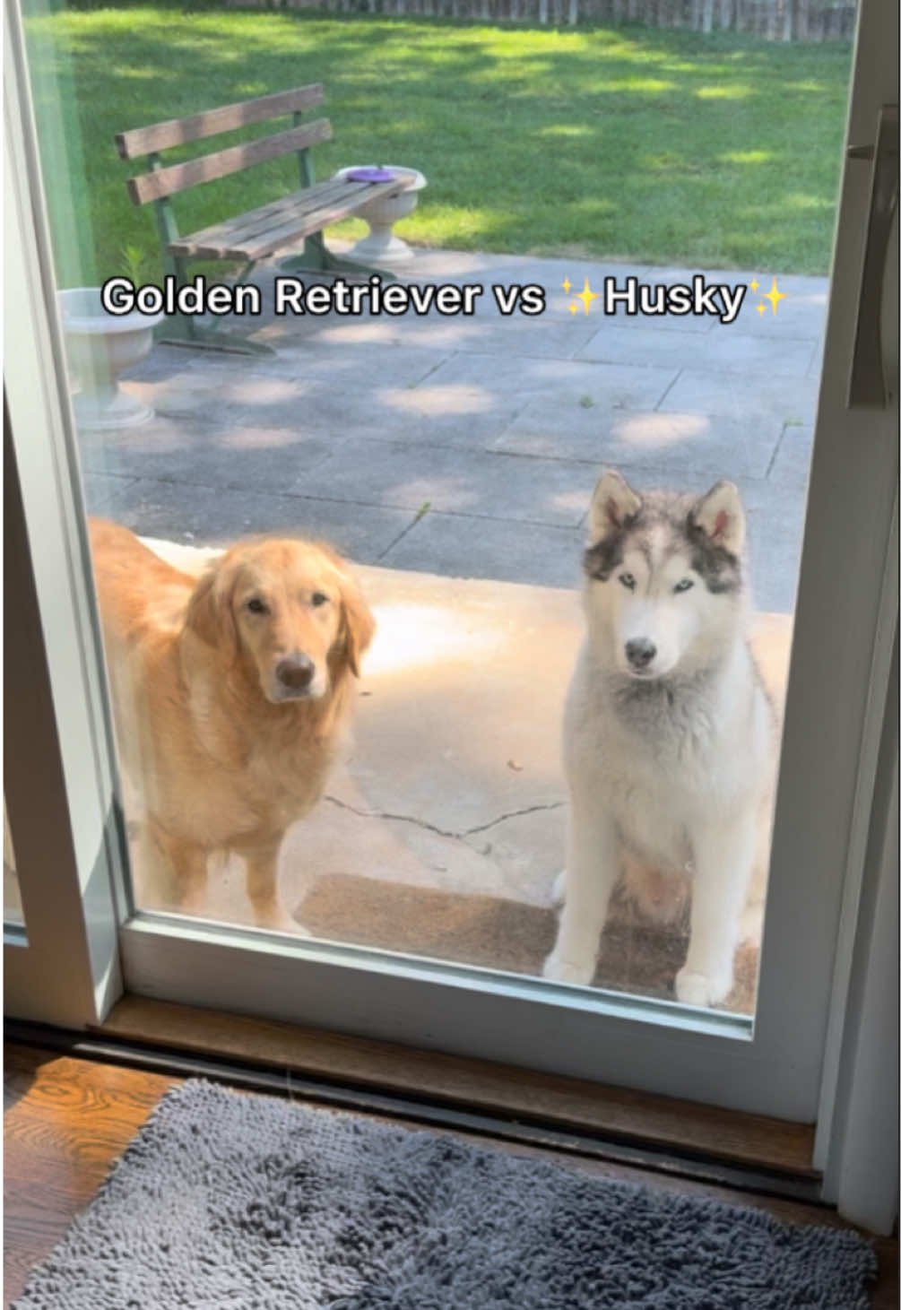 Which one would you rather have?😆 #goldenretriever #husky #cutedog #doglover #dogsoftiktok 