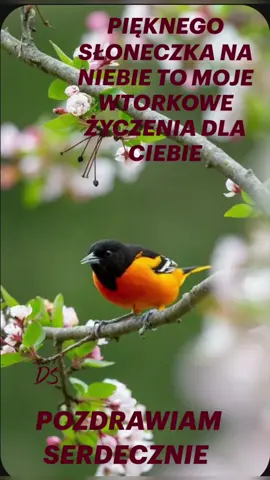 #dzień dobry #pieknego spokojnego wtorku życzę #pozdrawiam cieplutko 🌺🪷😍☘️🌺🪷😍☘️🌺🪷😍☘️