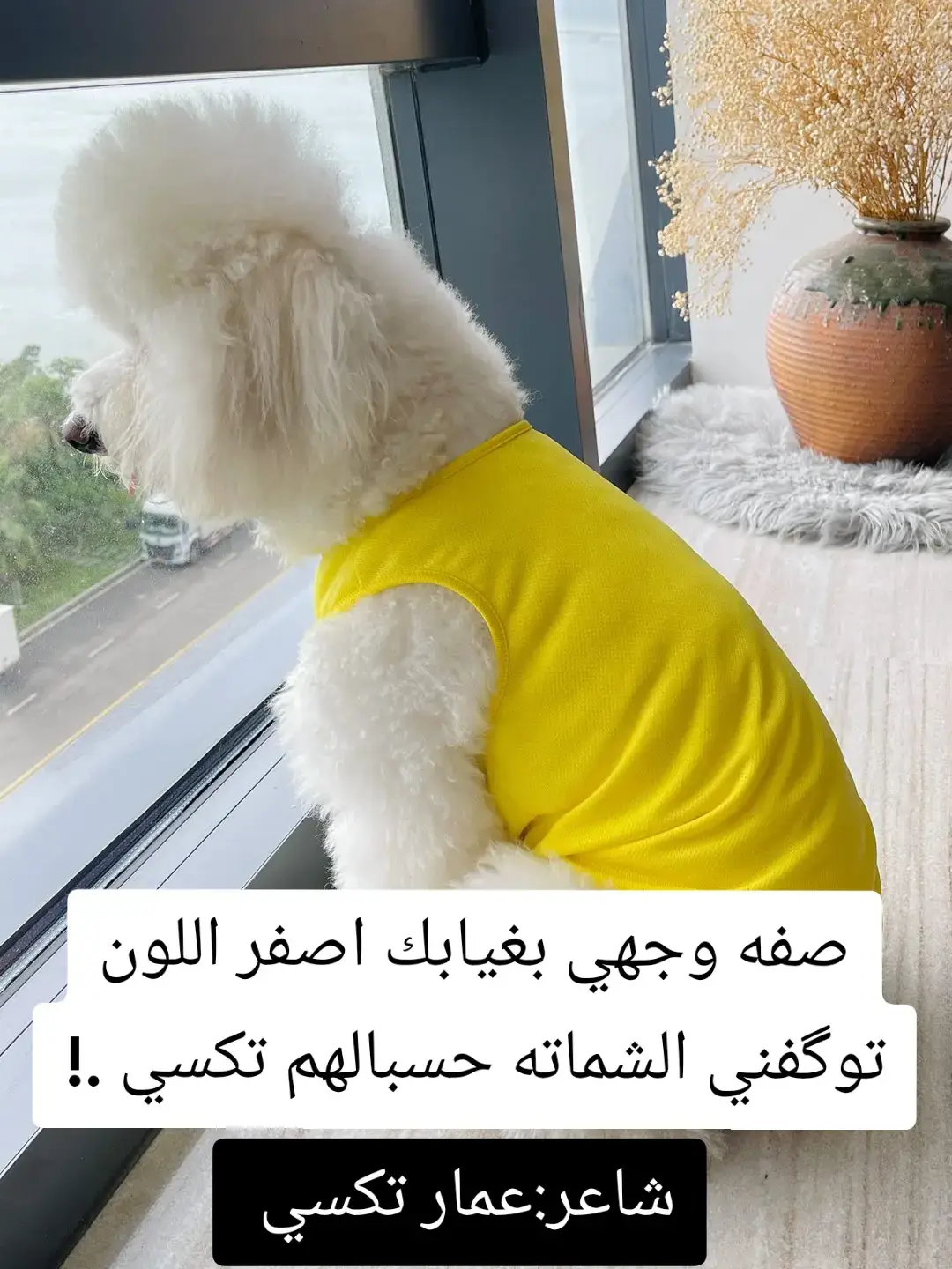 #شعب_الصيني_ماله_حل😂😂 #اكسبلورexplore 