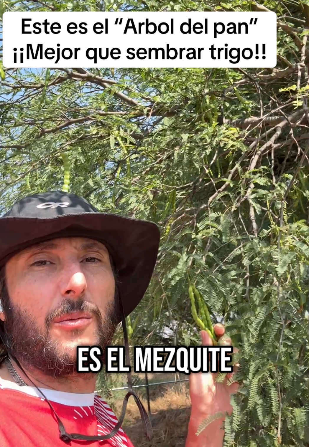ESTE ES EL MEZQUITE, Éste es el árbol del pan!!🥐  una de las más de 3000 especies comestibles, endémicas y nativas en México. Proponemos la creación de bosques comestibles de muchas especies nativas en vez de monocultivos costosos y perjudiciales. Hay que sembrar lo que es propio en cada lugar !!! Hay miles de opciones para alimento humano y de animales a base de especies nativas y endémicas.  #ElSegundoRenacimiento #hombresdemaiz #Permacultura #ComunidadesDelFuturo #Cultivoporpropagación #plantasendemicasynativas #masanobufukuoka 