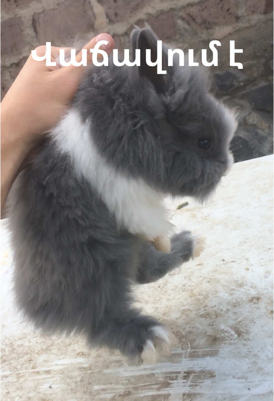Vacharvum e 2 amsekan dekorativ napastak🐰) #кролики #rebbit #napastakner #napastak #erevan 