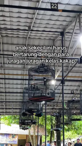 berat maszehh #kicau #kicaumania #kicaumaniaindonesia #muraibatu #muraibatuindonesia 