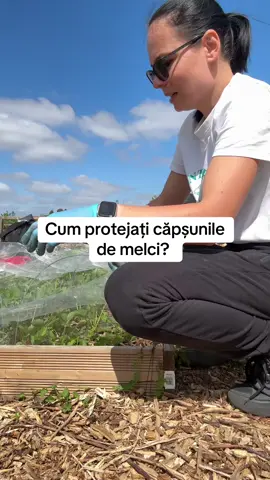 Deci pe o parte protejez capsunile de pasari si pe cealalta parte le mananca melci 🫣 ce le mai puneti? Cum le protejați?#gradina #allotment #gradinarit #healtylifestyle #allotmentlife #capsune #strawberry 