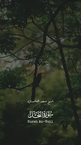 #الله #قران #سعد_الغامدي #قران_كريم #اللهم_صلي_على_نبينا_محمد #allah #quran #quran_alkarim #islam #islamic_video 