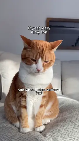 He just like me fr #catsoftiktok #catdad #catmomlife 