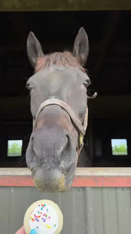 Who isn’t a sucker for a sweet treat! What treat should we try next? 🍪🍭🍩🍬 #horsesoftiktok #sweettreats #thoroughbred #mare #thoroughbredsoftiktok 