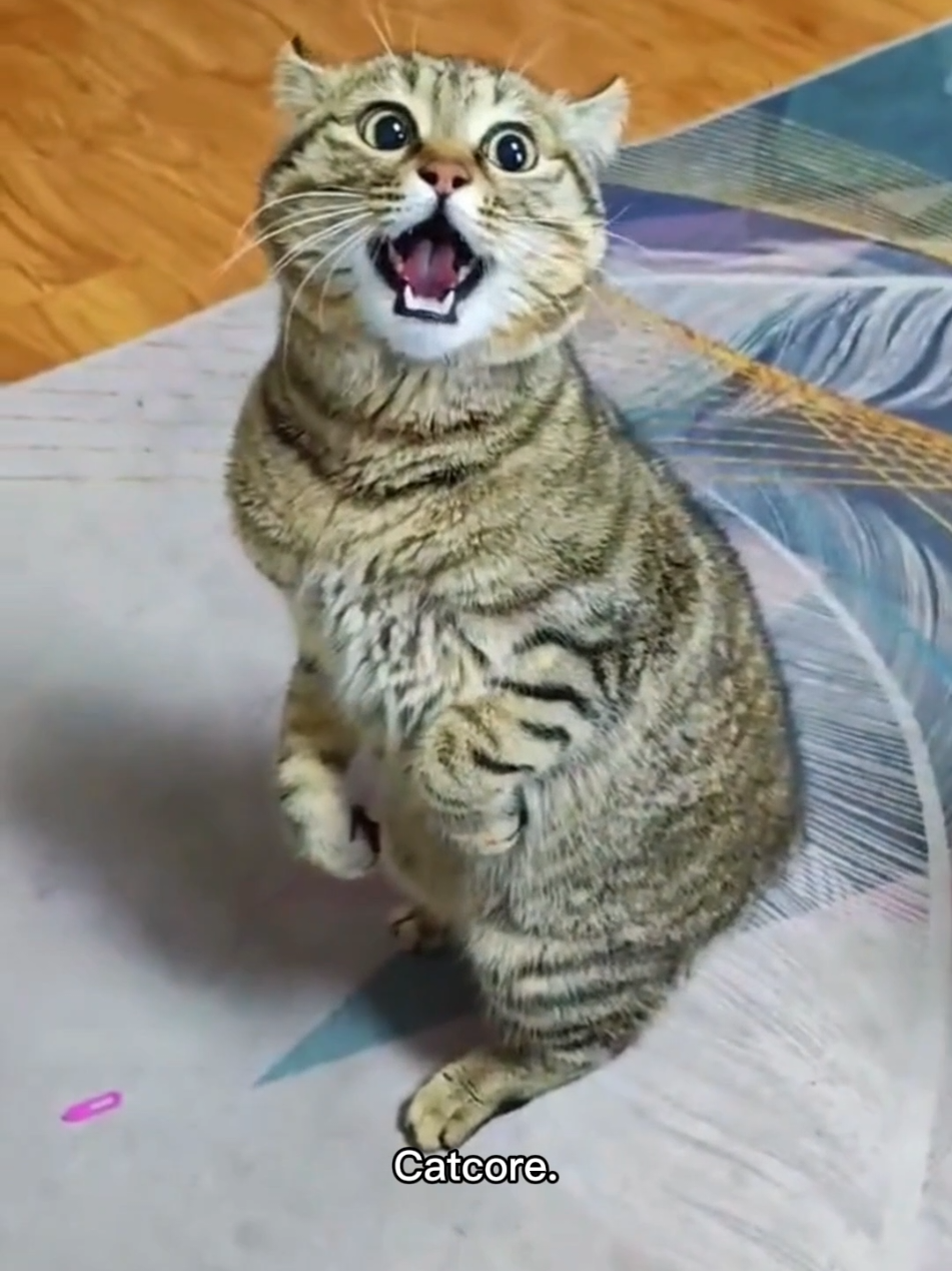 Crazy Cat Posture 2.0 🤣🤣 #catsoftiktok #cats #funnycat #fyp #cutecat 