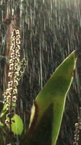 heavy rainstorm sounds for sleeping #rainsounds #rainsoundsforsleeping #rainsound #rainsoundsasmr #rainsoundsforsleep #naturevibes #rainsoundsforsleepandrelaxation #naturesoundsforsleepandrelaxation #naturesoundsbeautiful #nature #rainforest #natureza #naturelover #naturezaperfeita #relaxingvideos #heavyrain #heavyrain🌧️🌧️ #rainstorm #heavyrainsounds #rainasmr