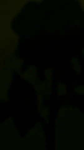 #CapCut 
