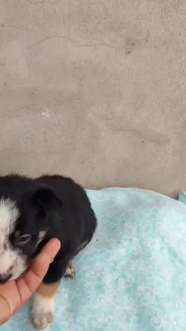 #perros #cachorro #ataque #defensa #caninos #pequeñosgigantes #border #collie #pastor #oveja #corridale #vacas #toro #ganaderia #bebestiktoks #dogsoftiktok #dog 