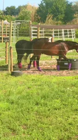 Hahaha #florida #horses #horsesoftiktok #horsetok #horsegirl #blackhorses #quarterhorse #blackhorse #blackhorsesoftiktok #warmblood #bayhorsesoftiktok #bayhorses #whiskey 