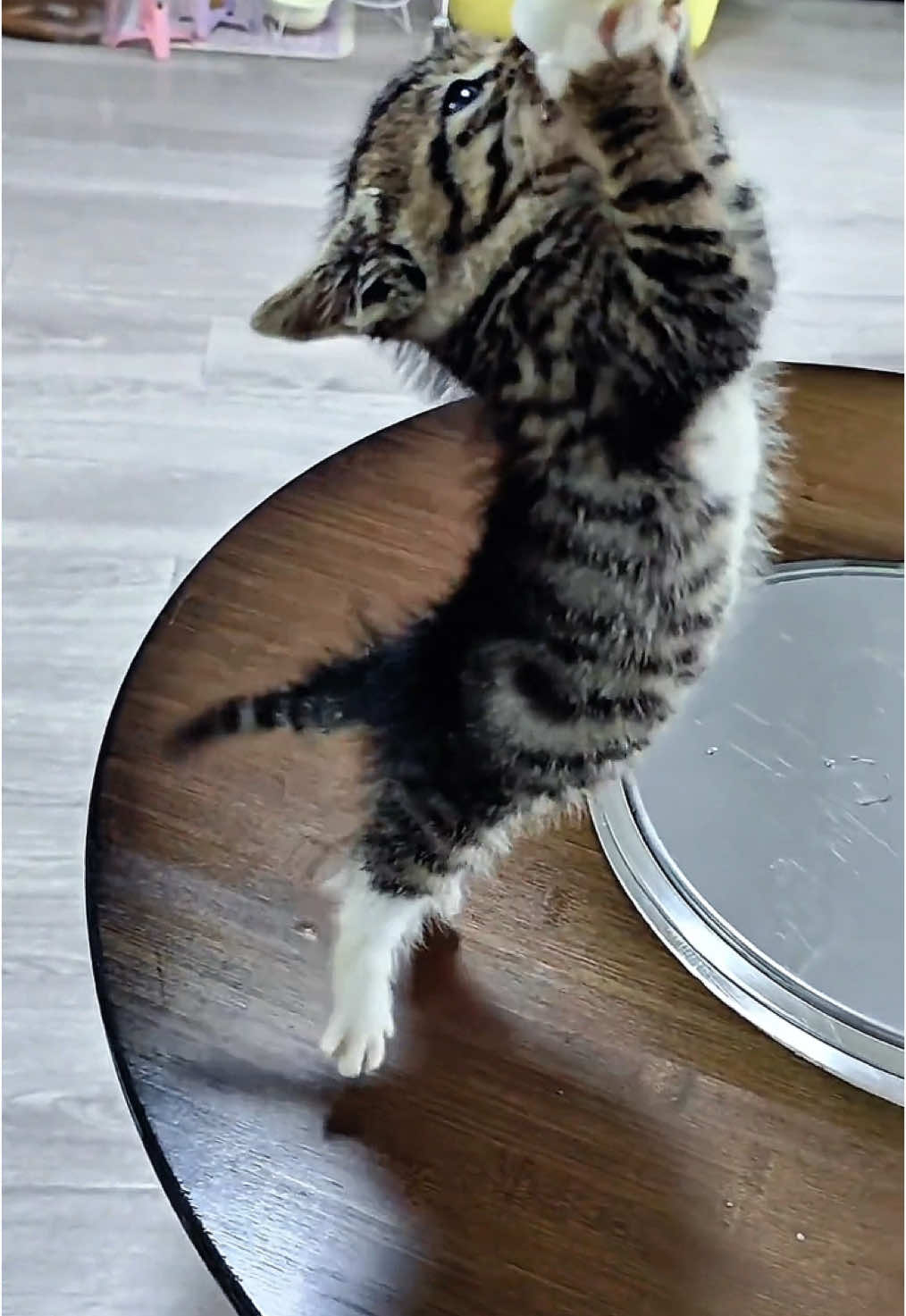 Can’t wait a minute!!#pets #cat #catsoftiktok #funny #cuteanimals #forupage 