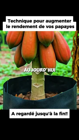 Technique pour augumenter le rendement de vos papayes chez vous aussi facilement. #jardin #garden #jardinage #gardening #gardentok