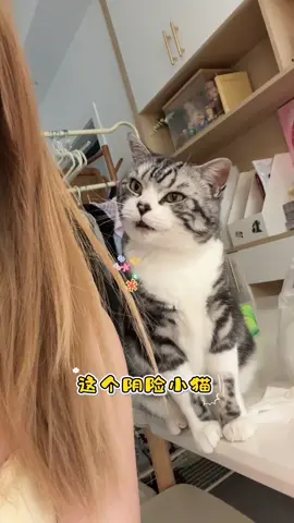 当面一套背后一套的邪恶阴险小猫咪！