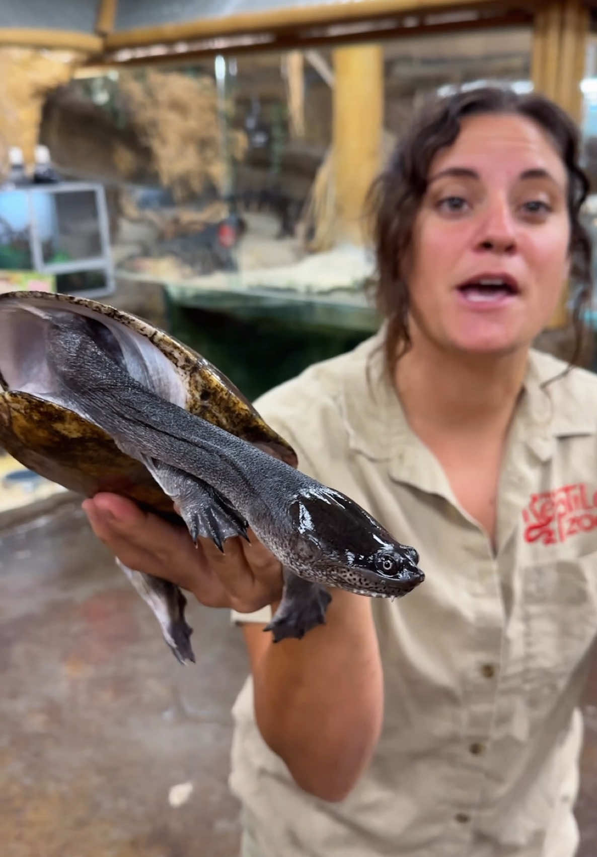 Okay but... can we talk about this turtle's NECK?!🤯 It's called a snake-neck turtle and yes 