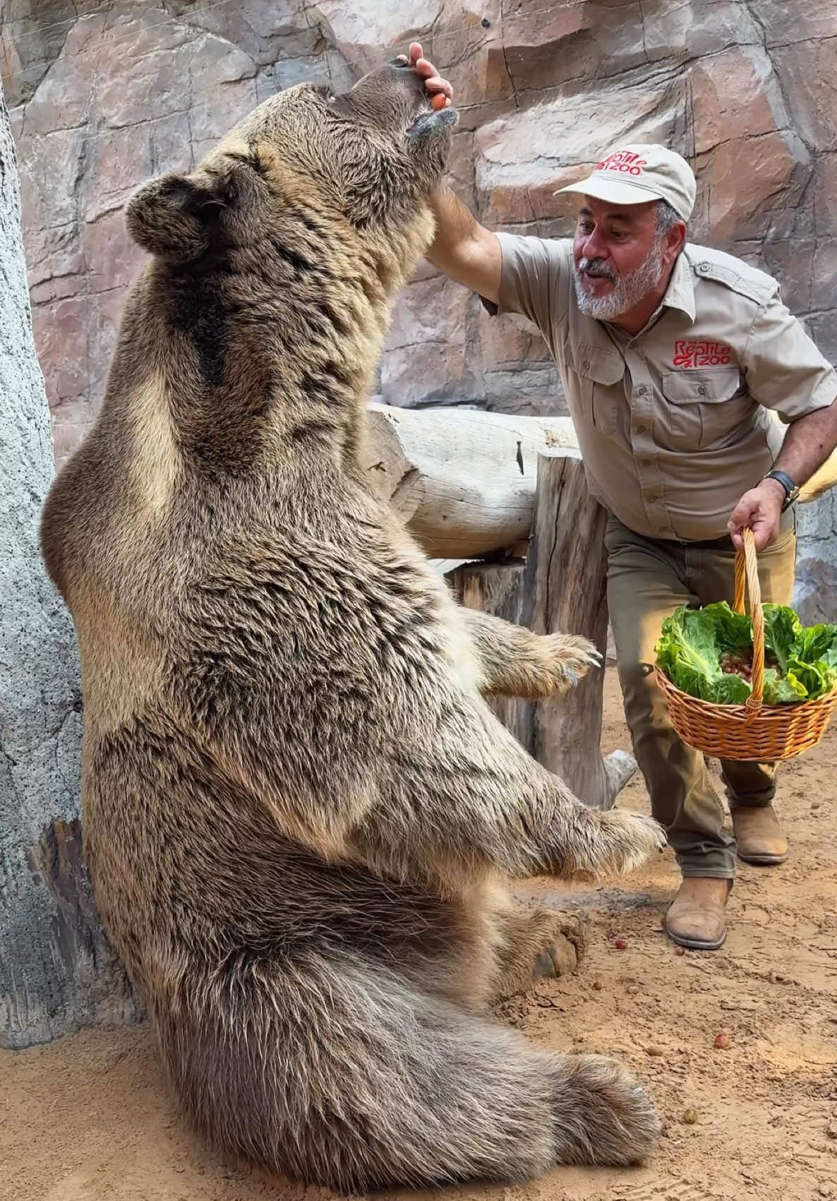 TEDDY IS LOOKING MASSIVE! 😳 Guess all those grapes are doing him well 😆 And he doesn’t even have to stand to be as tall as me 😅 Teddy may look soft but bears are incredible hunters and brown bears 🐻 can reach speeds of up to 40mph the fastest human alive can only run around 27 mph and that’s for a short period of time 🥲 Bears are one heck of a powerful beast 💪