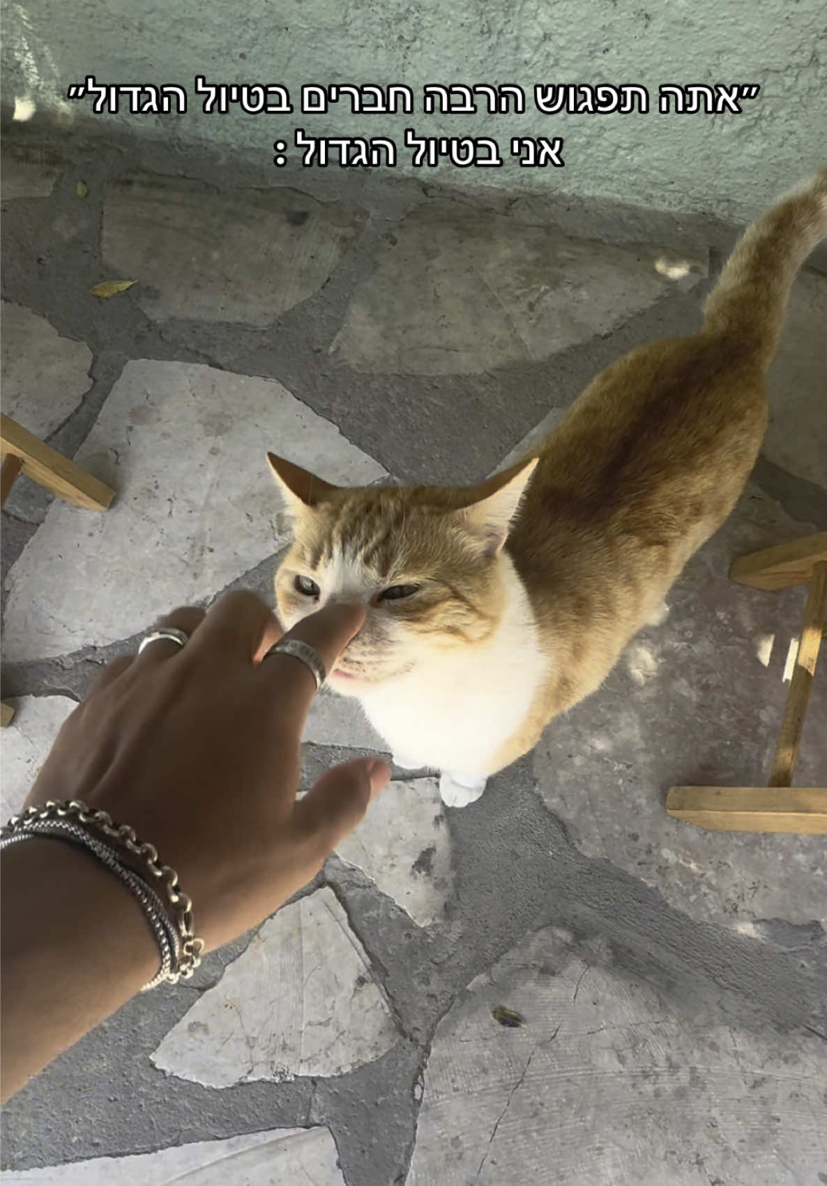 Hello fren :3 #חתול 