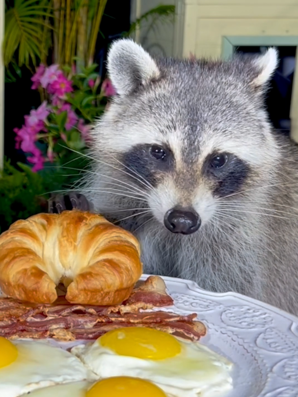 Feeding raccoon #creatorsearchinsights #feeding #raccoon #raccoons #raccoonsoftiktok #asmr #funnyanimals #feeding @The Raccoon Village @The Raccoon Village @The Raccoon Village 