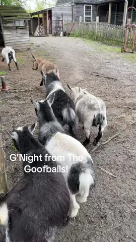 G’Night from The Goofballs!