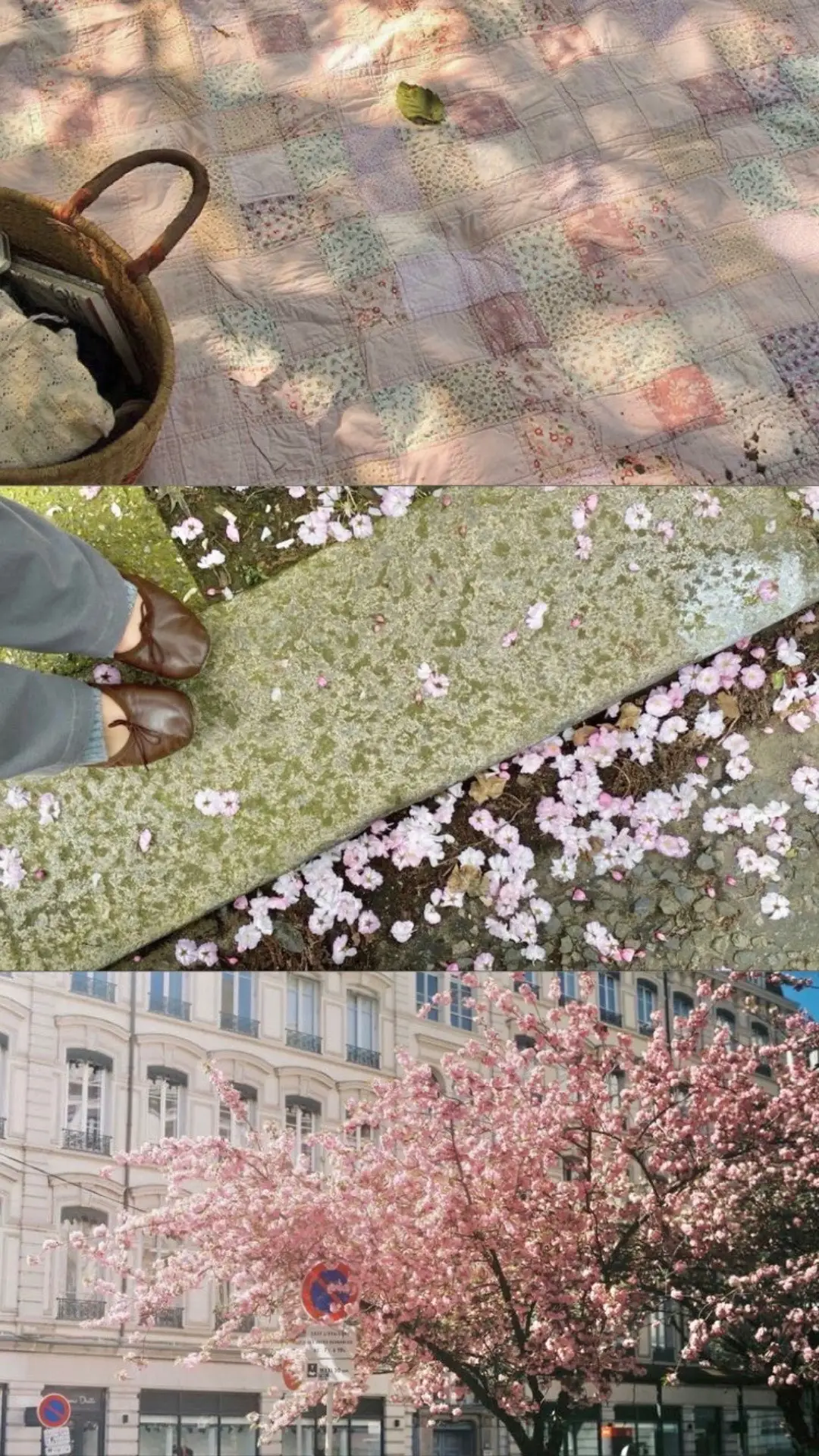 #japan #fayewebster #photos #instagram #insta #aesthetic #digitalcamera #cherryblossom 