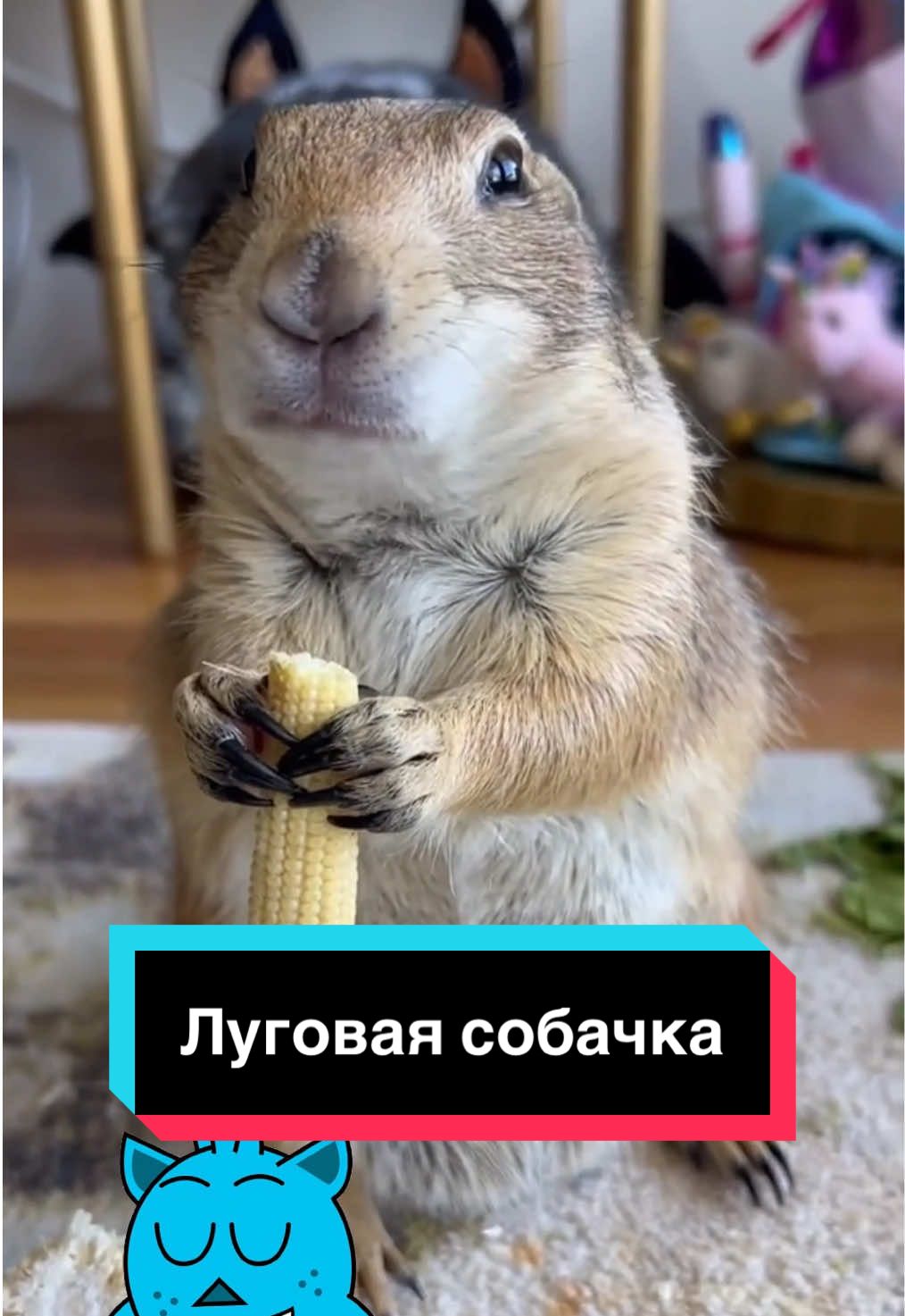Луговая собака — не собака вовсе, а грызун из семейства беличьих. Удивительные зверьки, обитающие в североамериканских прериях, известны своим «разговорчивым» поведением и сложной социальной структурой. Смотрите, как она взаимодействует с окружающей средой! #луговаясобачка #животныеприколы #prairiedog #животные #врек 
