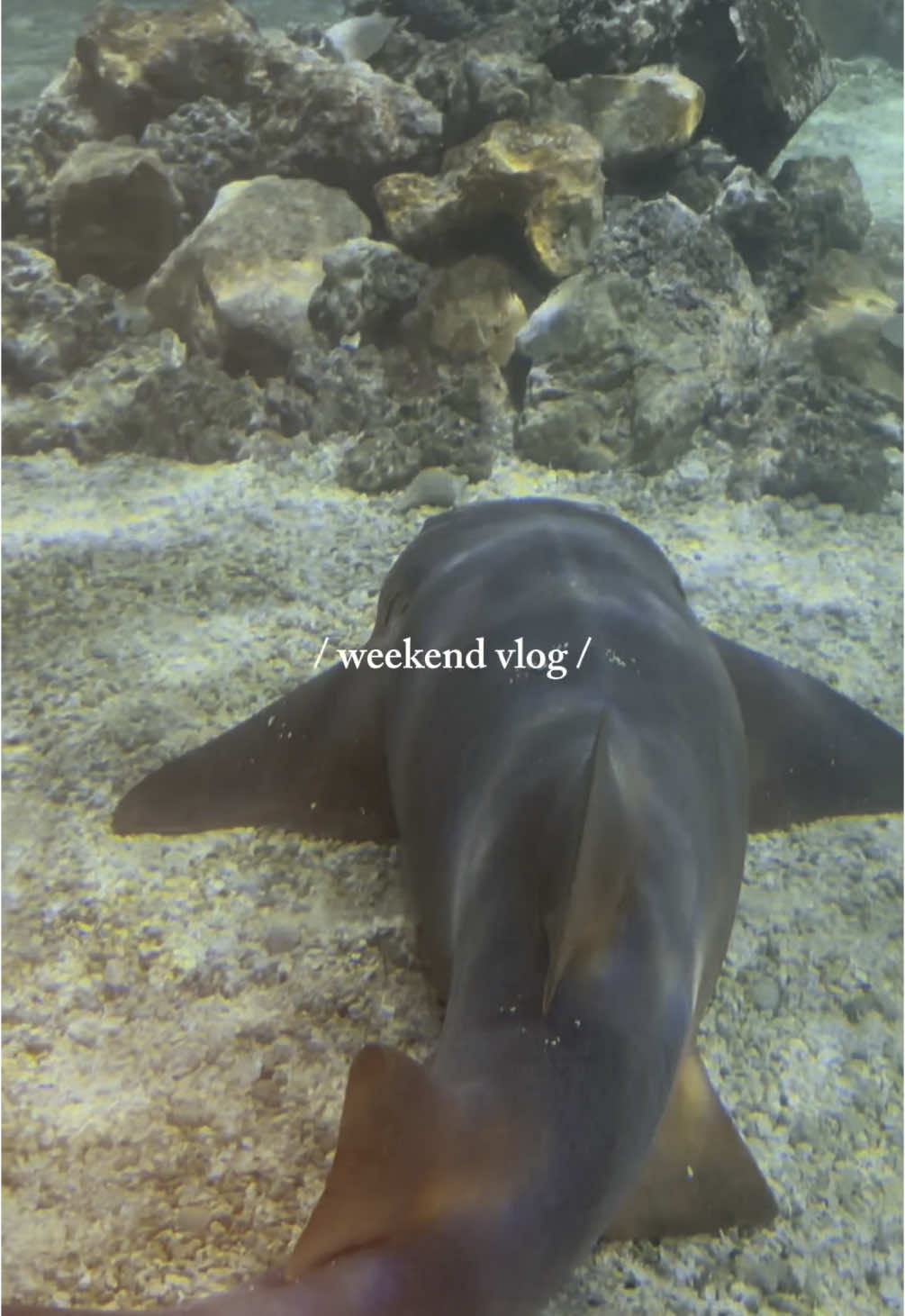 besties visited this weekend 🥰 so happy to see them and show them around new jersey!! #CapCut #nj #weekend #weekendrecap #weekendvlog #newjersey #shore #aquarium #besties #Vlog #diml #wiml @Emma🤪 @sarah allison @sarahallison 