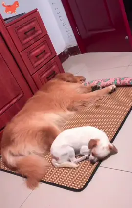 #viral #pets #dogsoftiktok #dogs