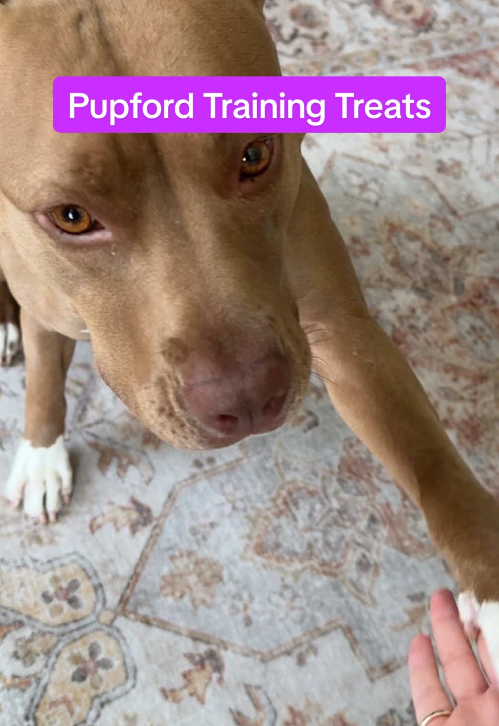 Nothing a pittie loves more than some treats #pitbull #pitbullsoftiktok  #pupfordpups #pupfluencer @Pupford 