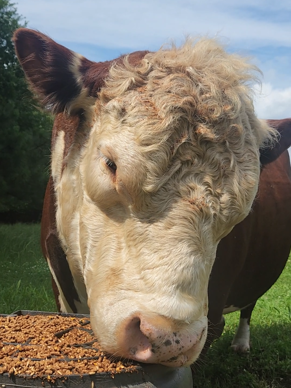 Junior is making it harder to tell him and his Dad apart day by day  💛🐂🐂💛 #gentlegiant #bullsoftiktok #farmtok #familyfarm #bulls #CurlyTheGentleGiant #CurlyandJR #Jr #Curly #curlyandjunior 