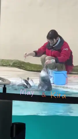 ラッコのメイちゃん＆キラちゃん🦦 並んでポーズ🥰可愛すぎる❤︎ 1番前じゃなくてもこんな感じでまあまあ見えるよ♫ #ラッコ#鳥羽水族館#ラッコのメイちゃん#ラッコのキラちゃん#みんなの鳥羽水#sea_otter #seaotter #toba_aquarium #ラッ活