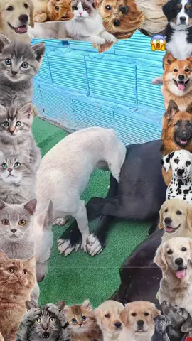 #foryou #dogmeetingpuppy #unfreezemyaccoun #growmyaccount #virltiktok #viralvideos #foryoupagee #satndwithkashmir #noteligible #unfreezaccount #animalmeetin