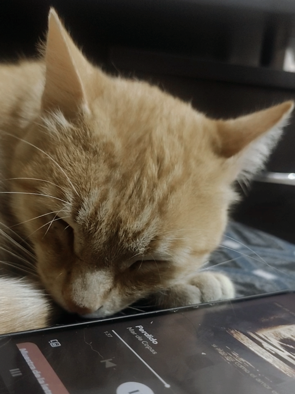Mar de copas - Perdido 🐈🍊 #gatos #fye #mardecopas #musica #cat #paradedicar #michi #paratiiiiiiiiiiiiiiiiiiiiiiiiiiiiiii #rockperuano #gatonaranja 