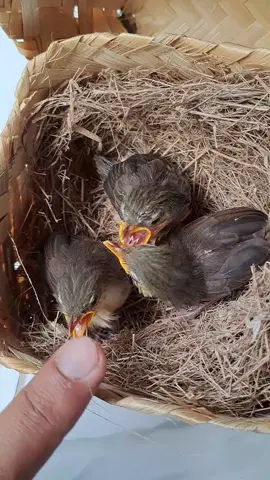 anakan burung cigun calon masteran handal  ori isi 3, prediksi jantan 2 ekor  #cigun #ciblek #kicaumania #kicaumaniaindonesia #burungkicau 