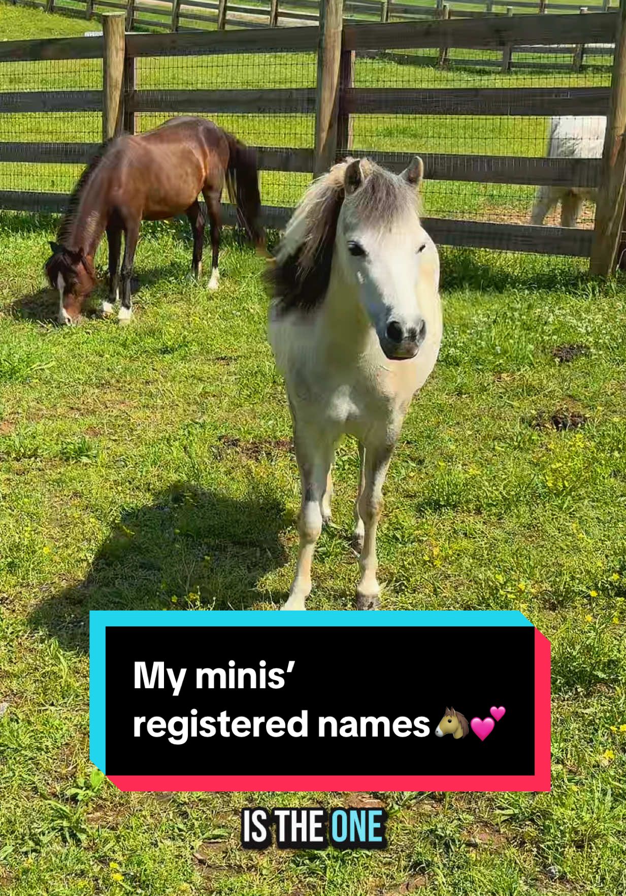 What are my minis registered names?🐴 #amha #amhr #minimares #minihorse #minihorsesoftiktok 