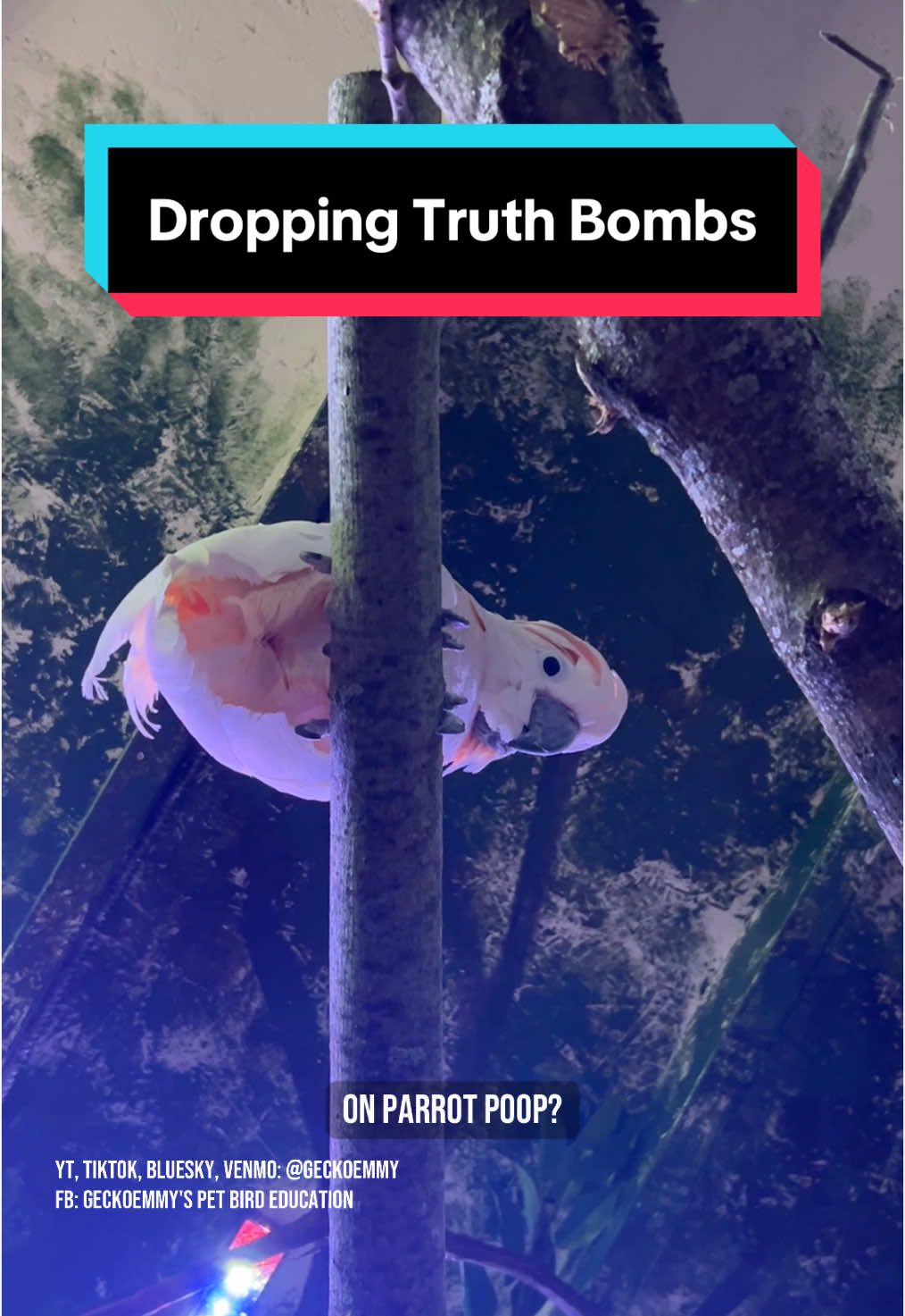 Replying to @SG_vekipro  What's up with birds' downstairs mixups? I'm dropping truth bombs  #petbirds #birdpoop #parrots 