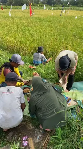 Makan di sawah terasa lebih nikmat #sawah #makandisawah #petani #petanimuda #petaniindonesia🇮🇩🇮🇩🇮🇩🌿🌿 #petanimilenial #kenikmatan #nikmat #sederhana #panen #gabah #padi #beras #viraltiktok #viralvideo #viral #fypp #fyppppppppppppppppppppppp #fypシ゚ #fyp @isnaini_isde