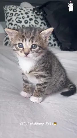 Part403丨The little guy’s hiccuping 😻😻#funnycats #funnyanimals #petvideos #cat #catsoftiktok #fyp #usa #longervideos #cats #fypage #fypシ゚viral #fyppppppppppppppppppppppp #catbaby #baby #babylove 