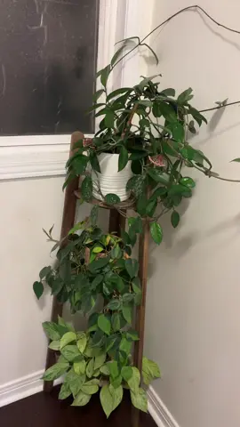Plants weren’t my thing in my 20s and early 30s and I don’t know what happened 😜