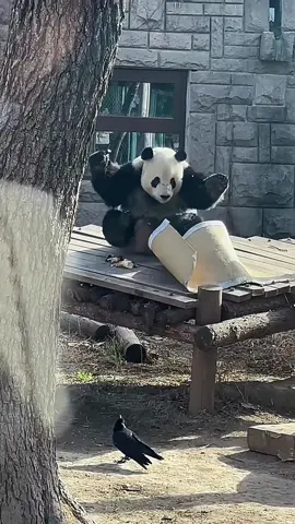 Panda 🐼 cute 🥰 cowardly core#panda #pandafunnyvideo #tiktokshop #tiktok #pandapuppy 