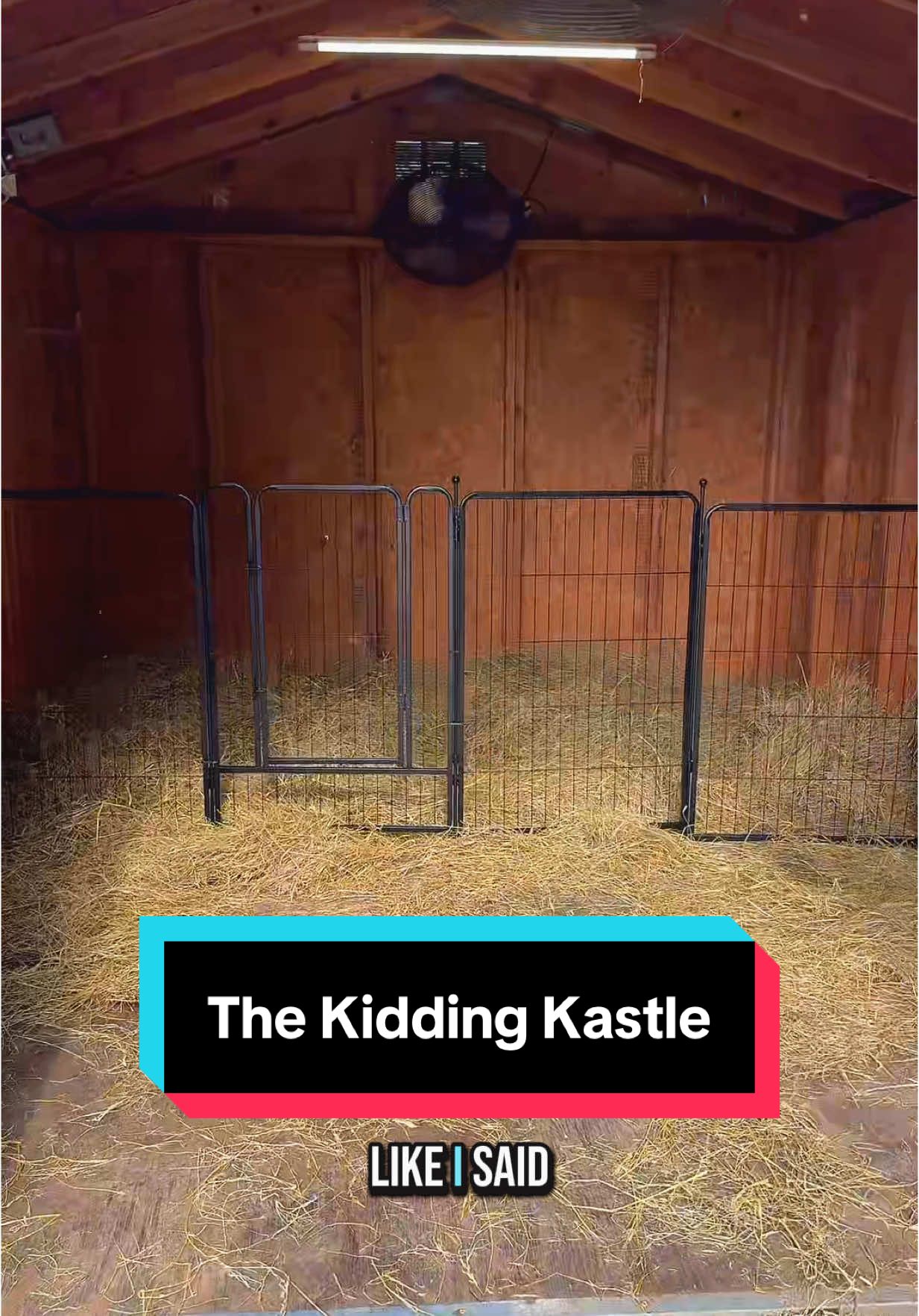 The Kidding Kastle is BACK🐐💕 #kiddingseason #nigeriandwarfgoats 