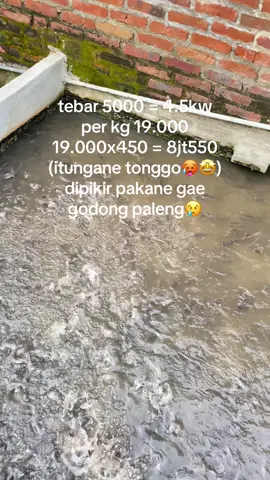 penakk sing nyawangg🤩🥵#momofarm #lele #bibitlele #lelekonsumsi #fyp #xybca #lewatberanda #kontenhiburan 