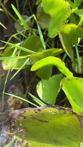 ចាប់​ត្រី​