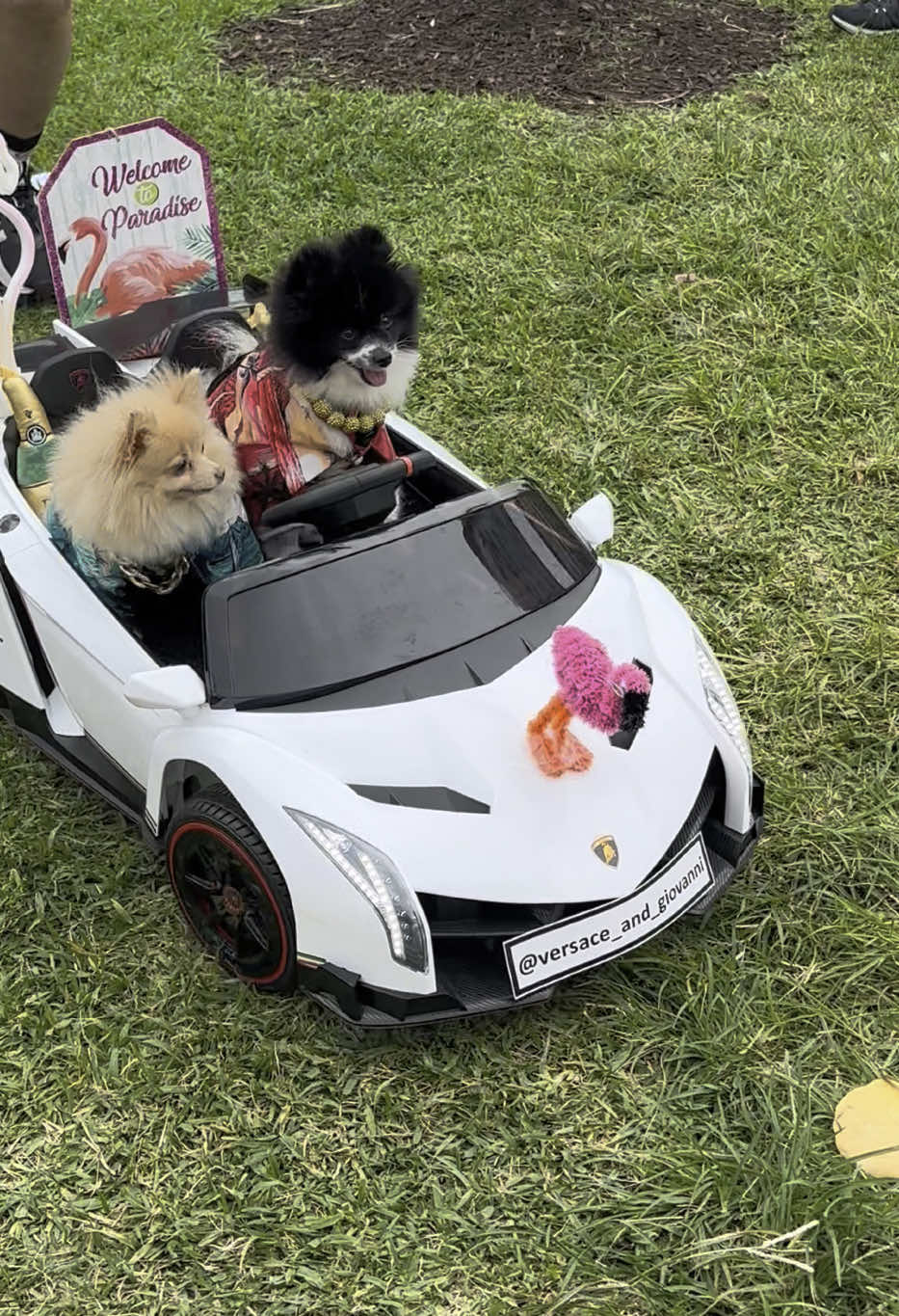 Two cute! #fyp #foryou #dogsoftiktok #dogs 