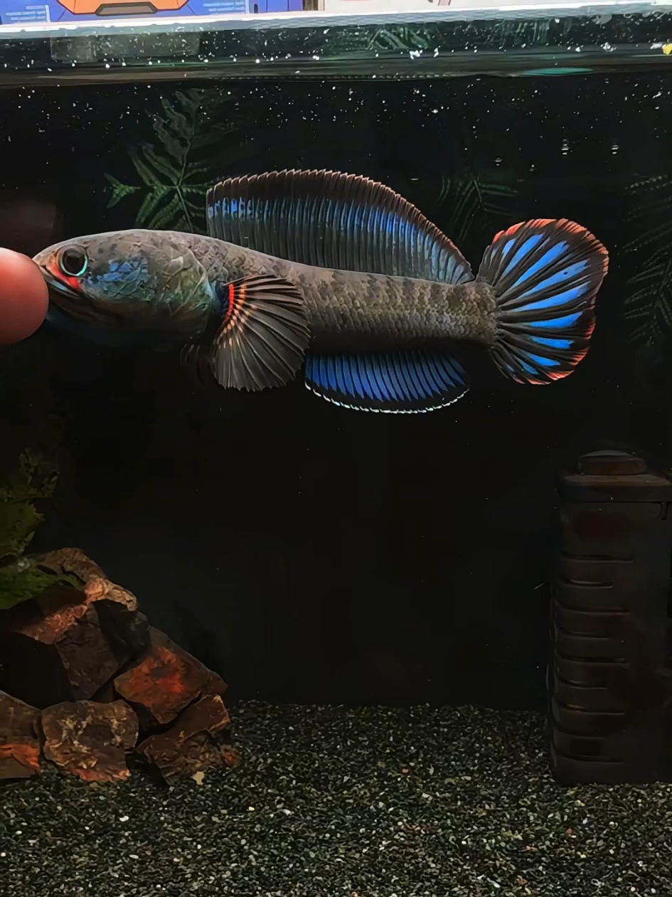 Punya aquarium di rumah punya terapi gratis tiap hari! Menatap ikan berenang bantu redakan stres & cemas, lho!💆‍♂️🌿 #aquascaper #aquascaping #aquascape #ikanhias #hobby #predatorfish #ikanpredator #aquarium #channa #snakehead #bluebengal 