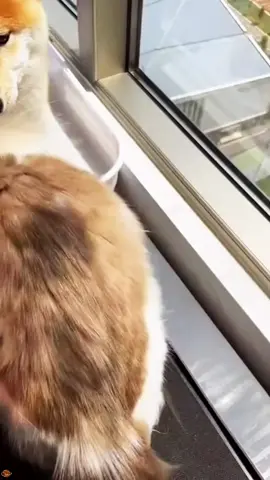Dog being bullied by cat #cat #catsoftiktok #catlover #funny #funnyvideos #foryou #fypage #fypツ #funnycat #funnytiktok #cats