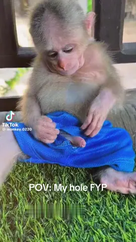 My hole FYP #fupシ #Monkeyplayingwithhesdick 